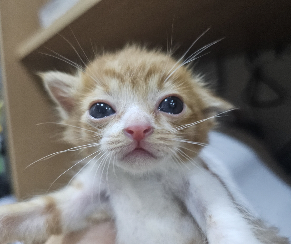 보령길고양이보호협회_444451202401211